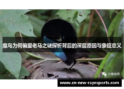 魔鸟为何偏爱老马之谜探析背后的深层原因与象征意义 魔鸟为何偏爱老马之谜探析背后的深层原因与象征意义